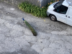 Pfau