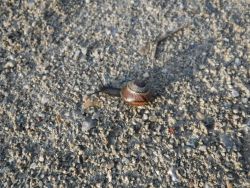 Schnecke in Altenmarkt an der Alz