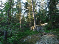 Waldspaziergang