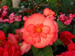 Blumenmakro