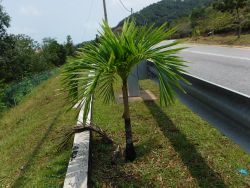 Palme
