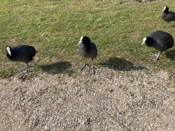 V&ouml;gel